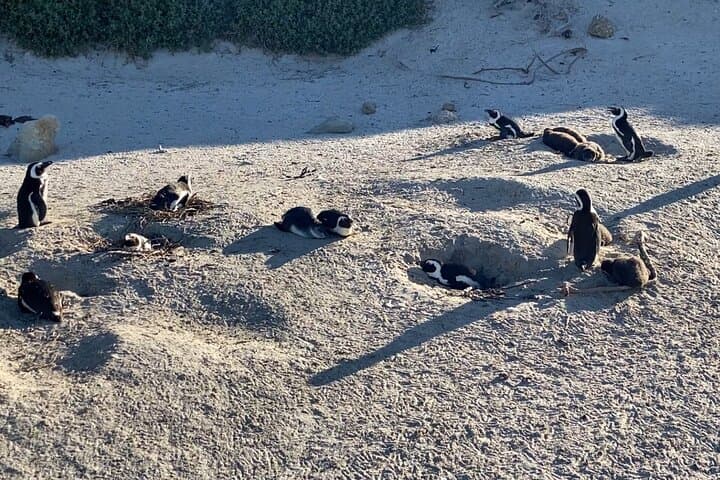 Cape of Good Hope & Boulders Beach Private Day Tour from Cape Town photo 3