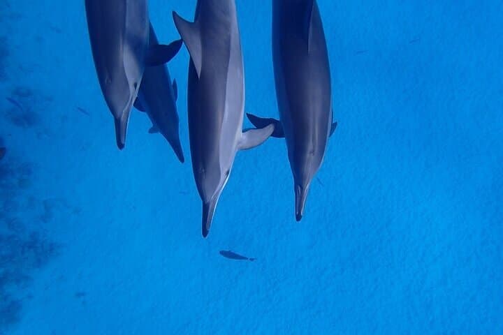 Snorkel with Spinner Dolphins at Sataya Dolphin House, Marsa Alam photo 6