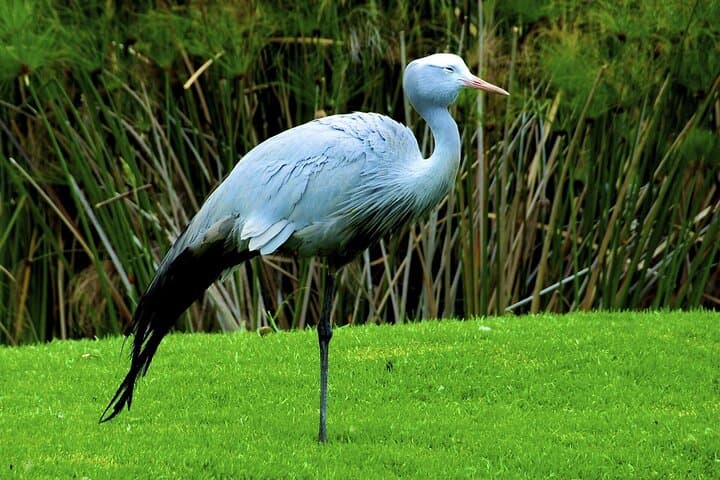 Two-Day Hluhluwe‑iMfolozi and iSimangaliso Safari: Big Five, Hippo Cruises & Coastal Game Drives photo 5
