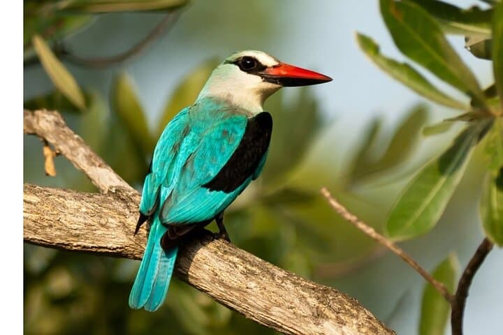 4-Day-Private-Garden-Route-Tour-from-Cape-Town-cango-caves-safari-robberg photo 6