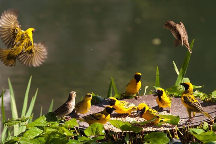 Half-Day Drakensberg Hike from Durban: Waterfalls, Wildlife & Midlands Drive photo 5