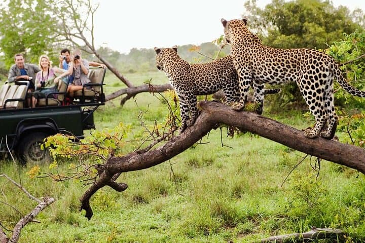 3-Day Kruger Safari from Johannesburg: Sunrise & Sunset Game Drives to See the Big Five photo 5