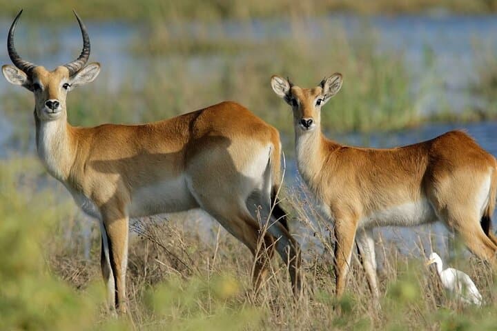 Half-Day Safari at Tala Game Reserve & Phezulu Safari from Durban