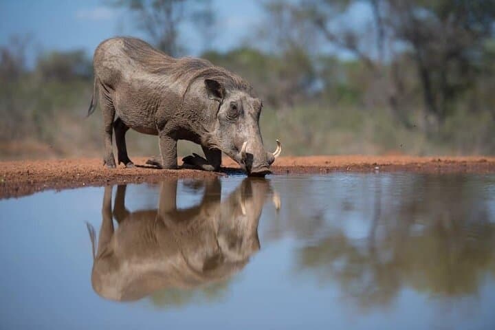 Two-Day Kruger Safari from Johannesburg: Sunset Drive & Big Five Game Viewing photo 2