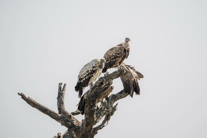4-Day Tanzania Safari: Ngorongoro, Lake Manyara & Tarangire photo 4