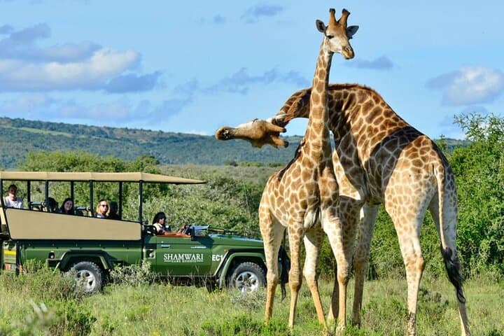 Full Day Phezulu Safari and Durban City Tour — Valley of a Thousand Hills Safari & Durban Highlights