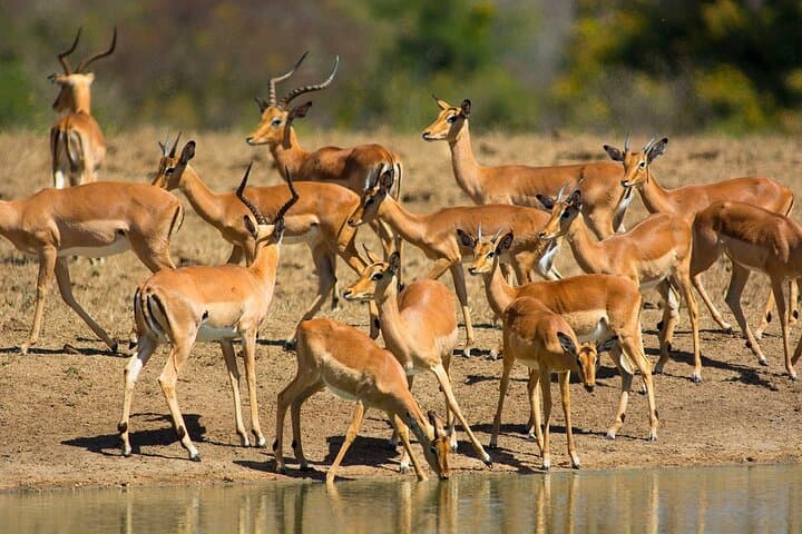 Two-Day Kruger Safari from Johannesburg: Sunset Drive & Big Five Game Viewing photo 5