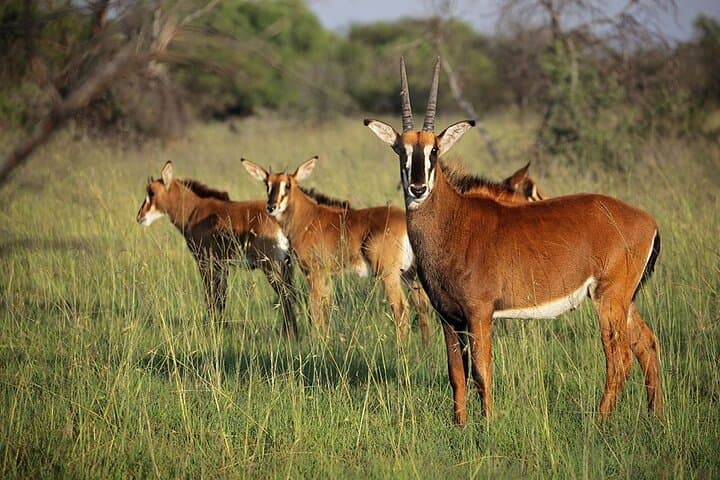 Full-Day Tala Game Reserve and Durban City Tour: Safari, Gardens & Market Walk photo 5