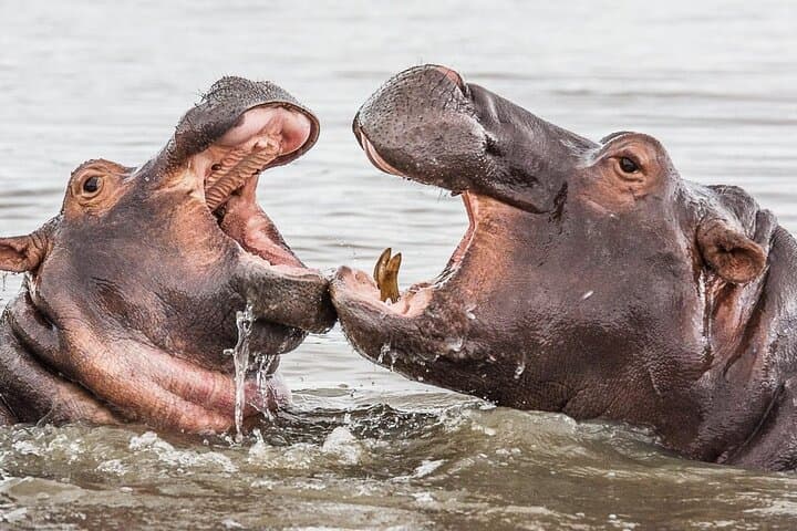 Hippo & Croc Boat Cruise on St Lucia Estuary — iSimangaliso Day Safari from Durban photo 6