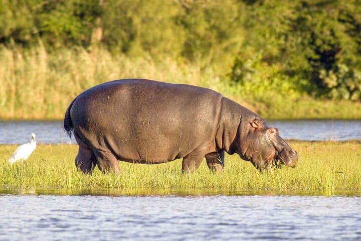 Half-Day iSimangaliso Hippo & Croc Boat Safari from Richards Bay