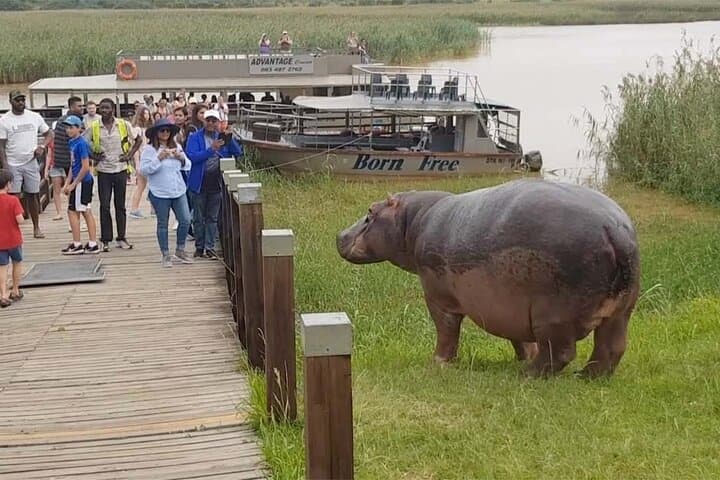 Hippo & Croc Boat Cruise on St Lucia Estuary — iSimangaliso Day Safari from Durban