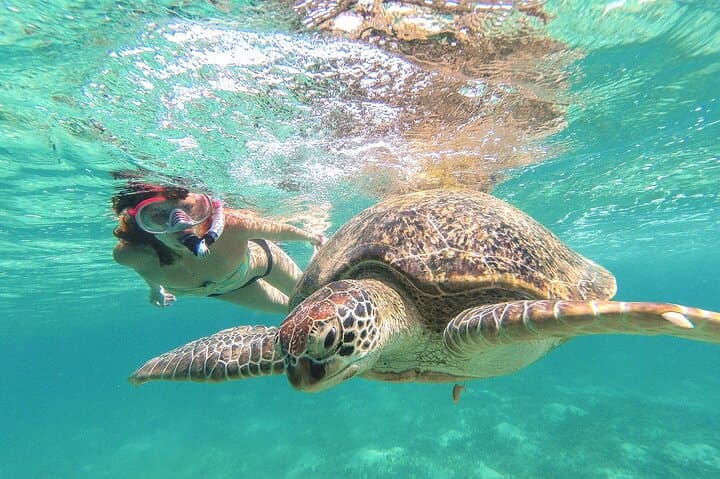 Akumal Turtle and Reef Sanctuary Snorkeling — Swim with Turtles in Akumal Bay