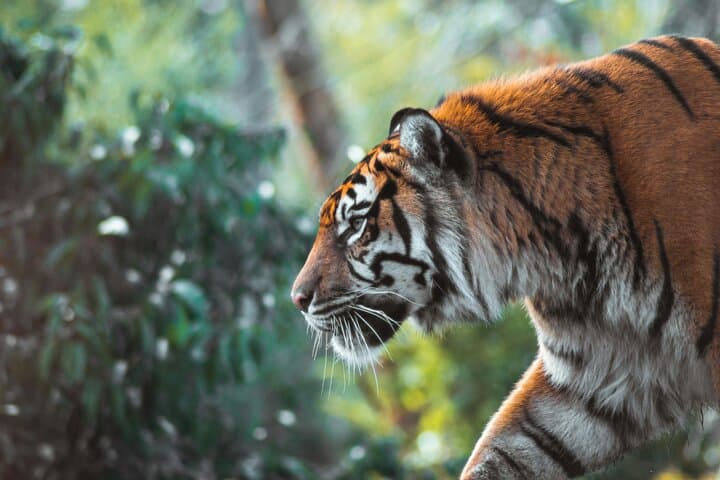 Panna Buffer Zone Safari from Khajuraho: Monsoon Tiger Drives & Ken River Gorges photo 3