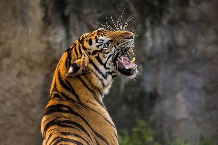 Panna Buffer Zone Safari from Khajuraho: Monsoon Tiger Drives & Ken River Gorges