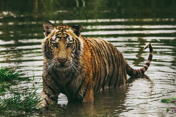 Panna Buffer Zone Safari from Khajuraho: Monsoon Tiger Drives & Ken River Gorges photo 4