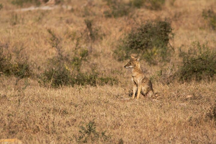 Panna Buffer Zone Safari from Khajuraho: Monsoon Tiger Drives & Ken River Gorges photo 5