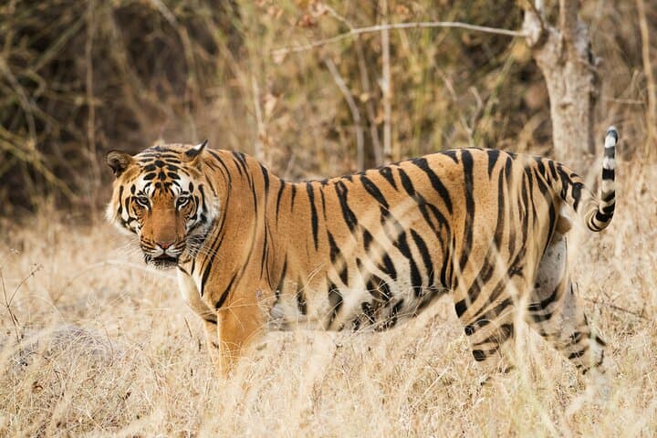 Panna Buffer Zone Safari from Khajuraho: Monsoon Tiger Drives & Ken River Gorges photo 6