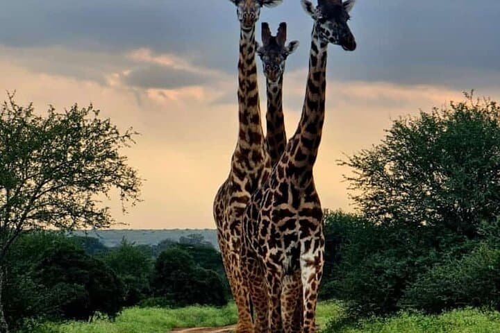 Giraffe Centre, Karen Blixen Museum & Kazuri Beads Factory — Nairobi Half-Day Cultural and Wildlife Tour