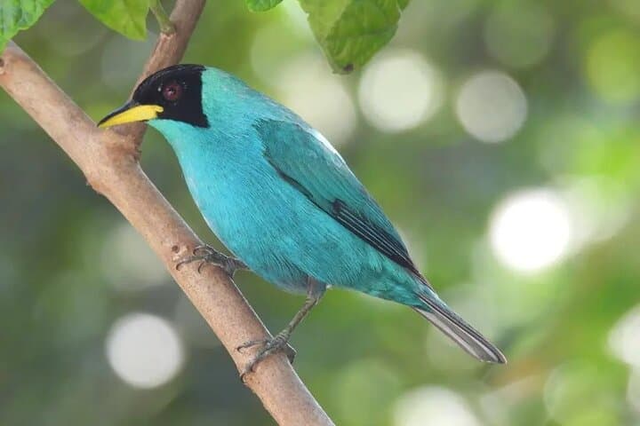 Birdwatching Guatapé: See 400 Bird Species on a Half-Day Tour photo 4