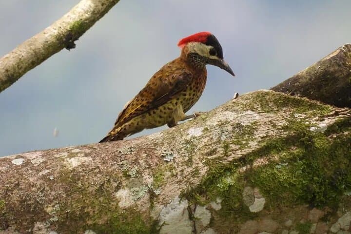 Birdwatching Guatapé: See 400 Bird Species on a Half-Day Tour photo 5