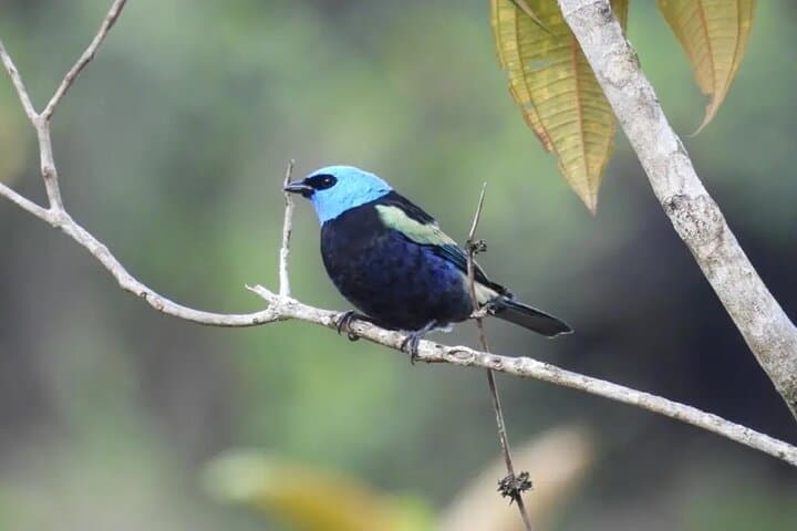 Birdwatching Guatapé: See 400 Bird Species on a Half-Day Tour photo 6
