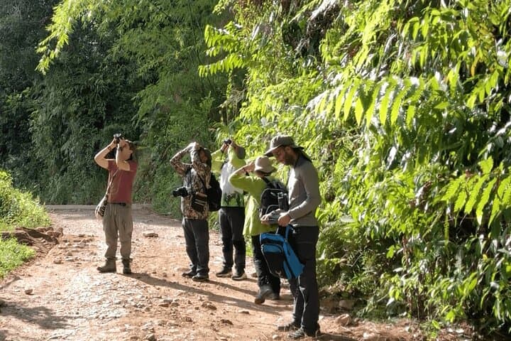 Birdwatching Guatapé: See 400 Bird Species on a Half-Day Tour
