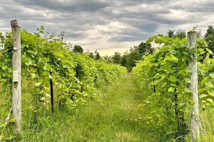 Vermont Small-Group Wine & Cider Day Tour from Burlington