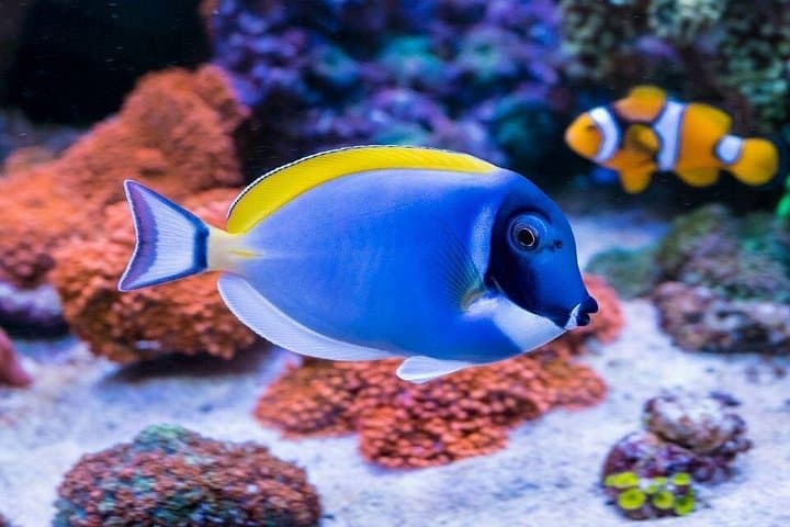 Snorkel Orange Bay & Giftun Island: Day Cruise from Hurghada photo 4