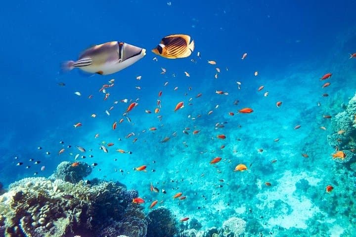 Snorkel Orange Bay & Giftun Island: Day Cruise from Hurghada photo 5