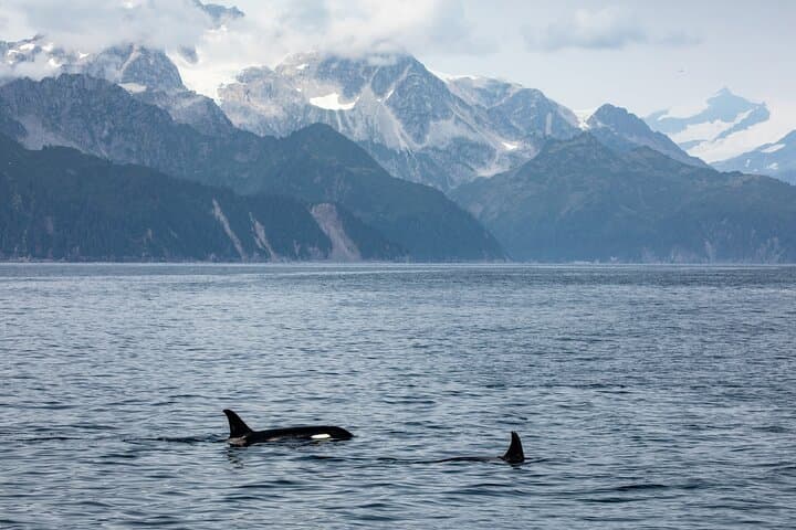 Kenai Fjords Glacier & Wildlife Cruise from Seward — 6-Hour Glacier Viewing & Whales photo 3