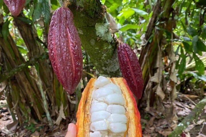 Llanos de Cortés Sloth and Cocoa Nature Walk: Waterfall, Wildlife & Farm Tour photo 6