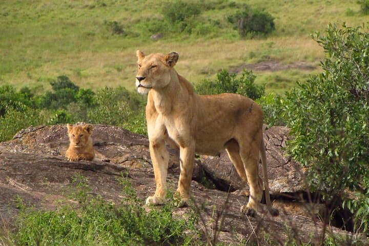 7-Day Kenya Safari: Masai Mara, Lake Nakuru, Naivasha & Amboseli Adventure