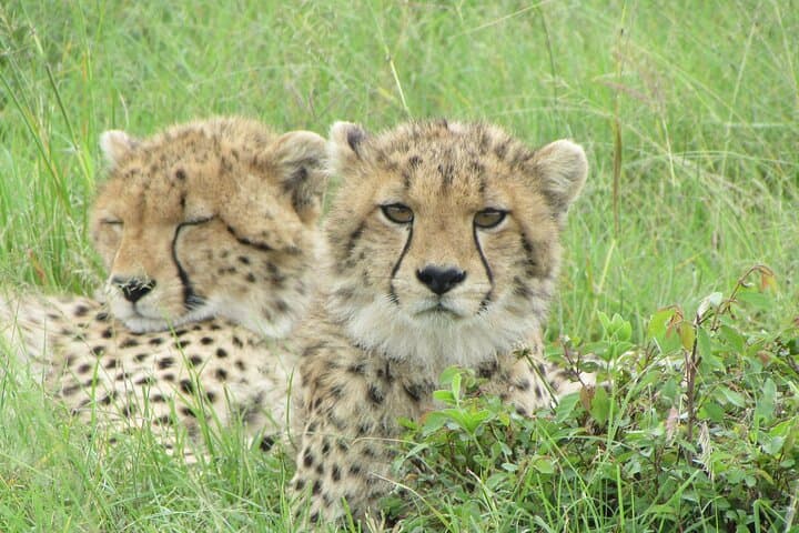 7-Day Kenya Safari: Masai Mara, Lake Nakuru, Naivasha & Amboseli Adventure photo 2