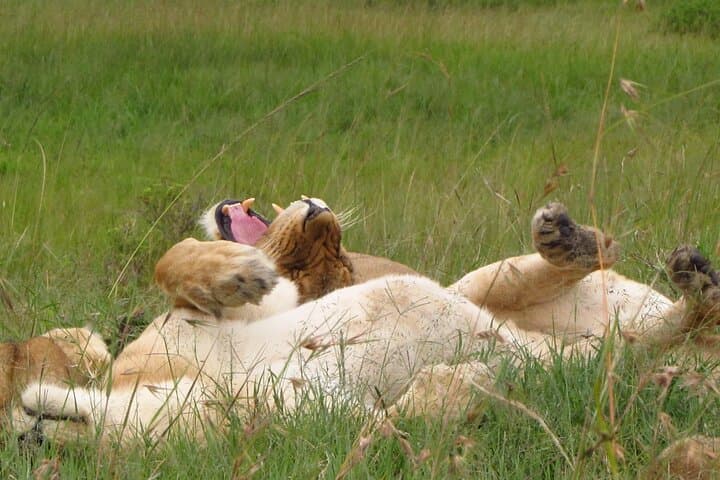 7-Day Kenya Safari: Masai Mara, Lake Nakuru, Naivasha & Amboseli Adventure photo 3