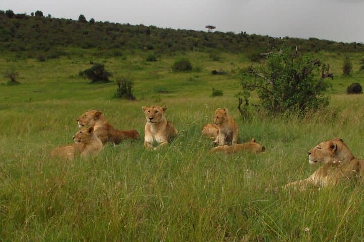7-Day Kenya Safari: Masai Mara, Lake Nakuru, Naivasha & Amboseli Adventure photo 4