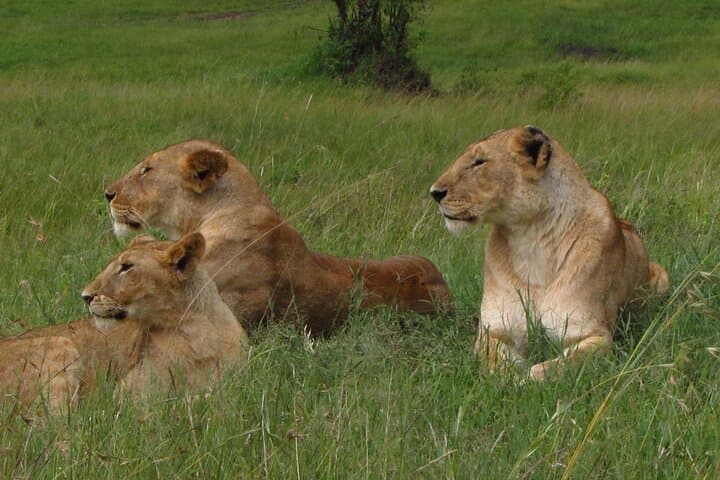 7-Day Kenya Safari: Masai Mara, Lake Nakuru, Naivasha & Amboseli Adventure photo 5