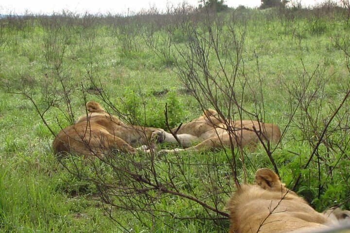 7-Day Kenya Safari: Masai Mara, Lake Nakuru, Naivasha & Amboseli Adventure photo 6