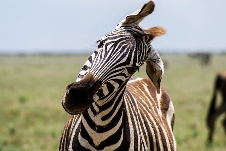 3-Day Mikumi & Udzungwa Safari with Maasai Boma — SGR Fast-Train from Dar es Salaam