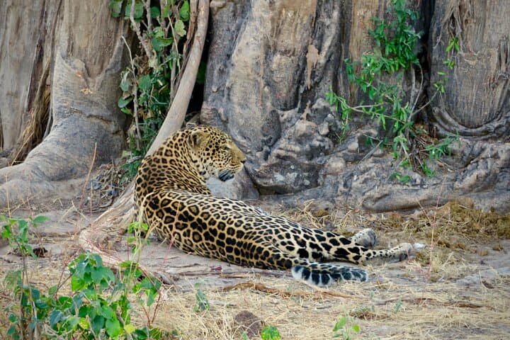 3-Day Mikumi & Udzungwa Safari with Maasai Boma — SGR Fast-Train from Dar es Salaam photo 6