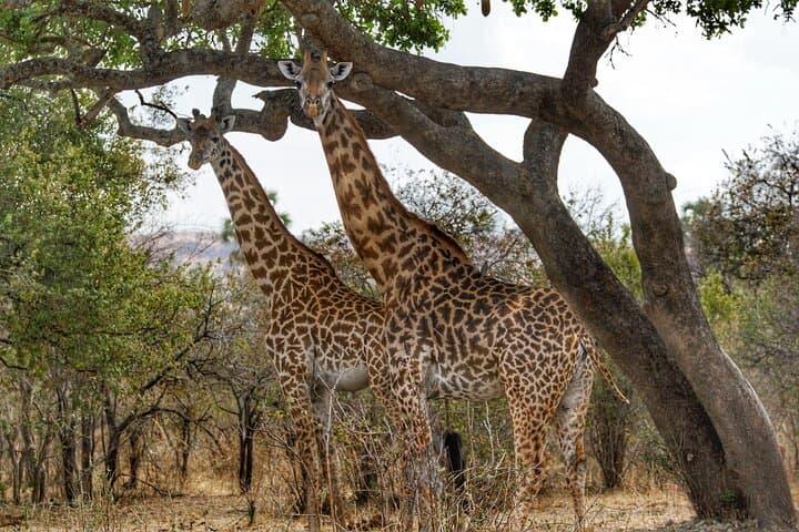 3-Day Mikumi & Udzungwa Safari with Maasai Boma — SGR Fast-Train from Dar es Salaam photo 4