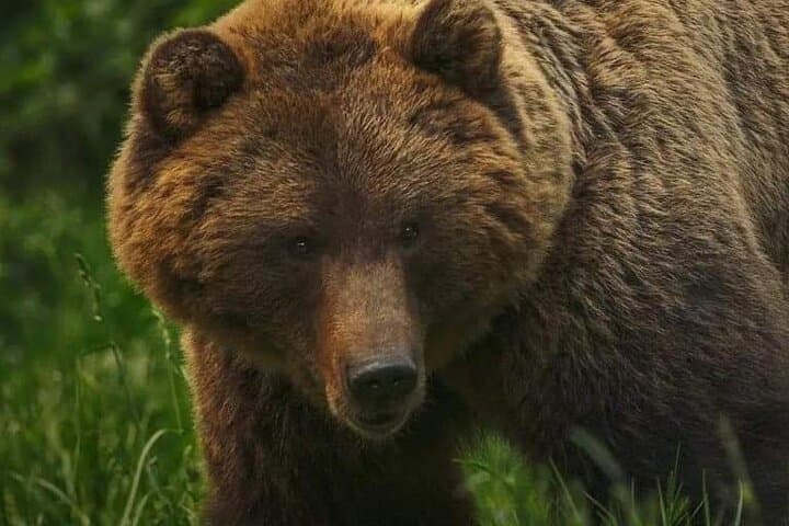 Guided Visit to Zărnești Bear Sanctuary (Transport from Brașov)