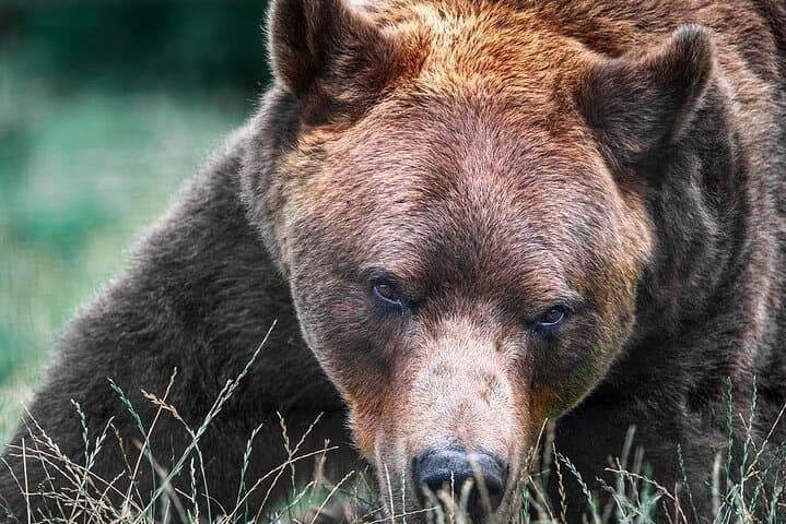 Guided Visit to Zărnești Bear Sanctuary (Transport from Brașov) photo 3