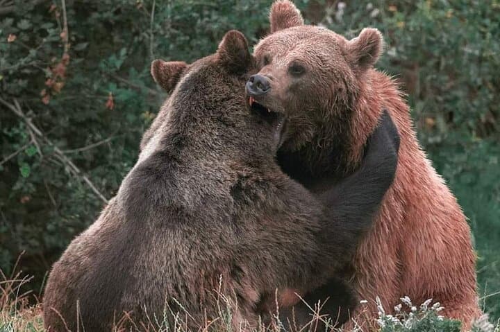 Guided Visit to Zărnești Bear Sanctuary (Transport from Brașov) photo 6