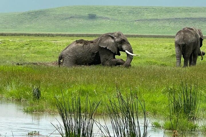 4-Day Serengeti & Ngorongoro Photographic Safari: Capture the Great Wildebeest Migration photo 2