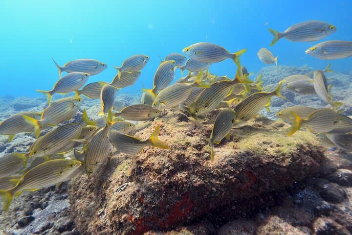 Shore Snorkelling in South Gran Canaria: Guided Coastal Marine Tour photo 3