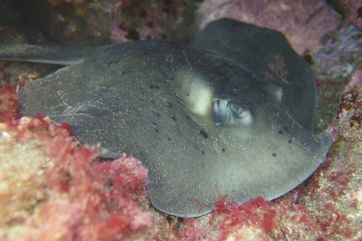Shore Snorkelling in South Gran Canaria: Guided Coastal Marine Tour photo 5