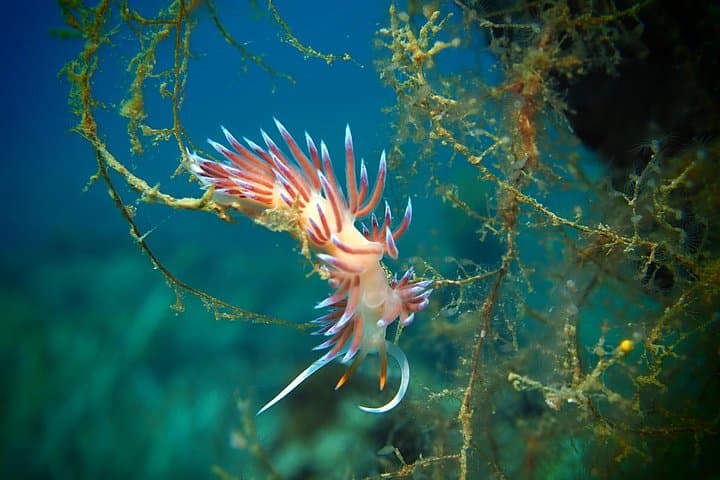 Try Scuba Diving by Boat on Diaporos Island | Nikiti, Halkidiki photo 3