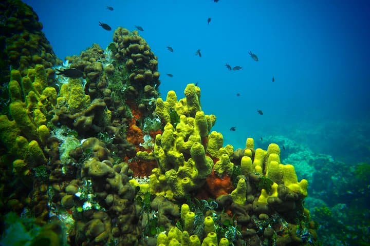 Try Scuba Diving by Boat on Diaporos Island | Nikiti, Halkidiki photo 4