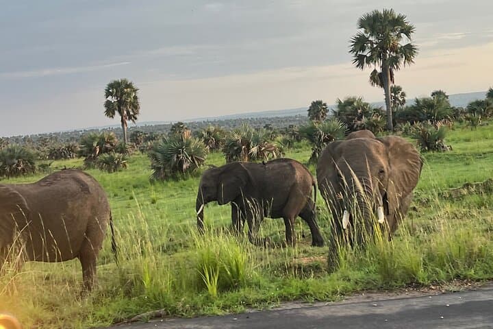 Murchison Falls 2-Day Safari: Nile Cruise, Falls & Game Drives photo 6