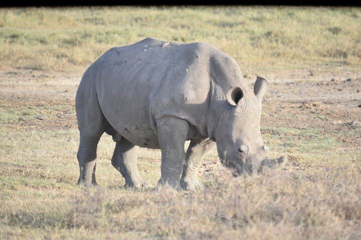 5-Day Kenya Safari: Masai Mara, Lake Nakuru & Naivasha Group Tour photo 2